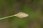 Southern umbrella sedge